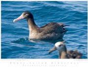 Short-tailed Albatross